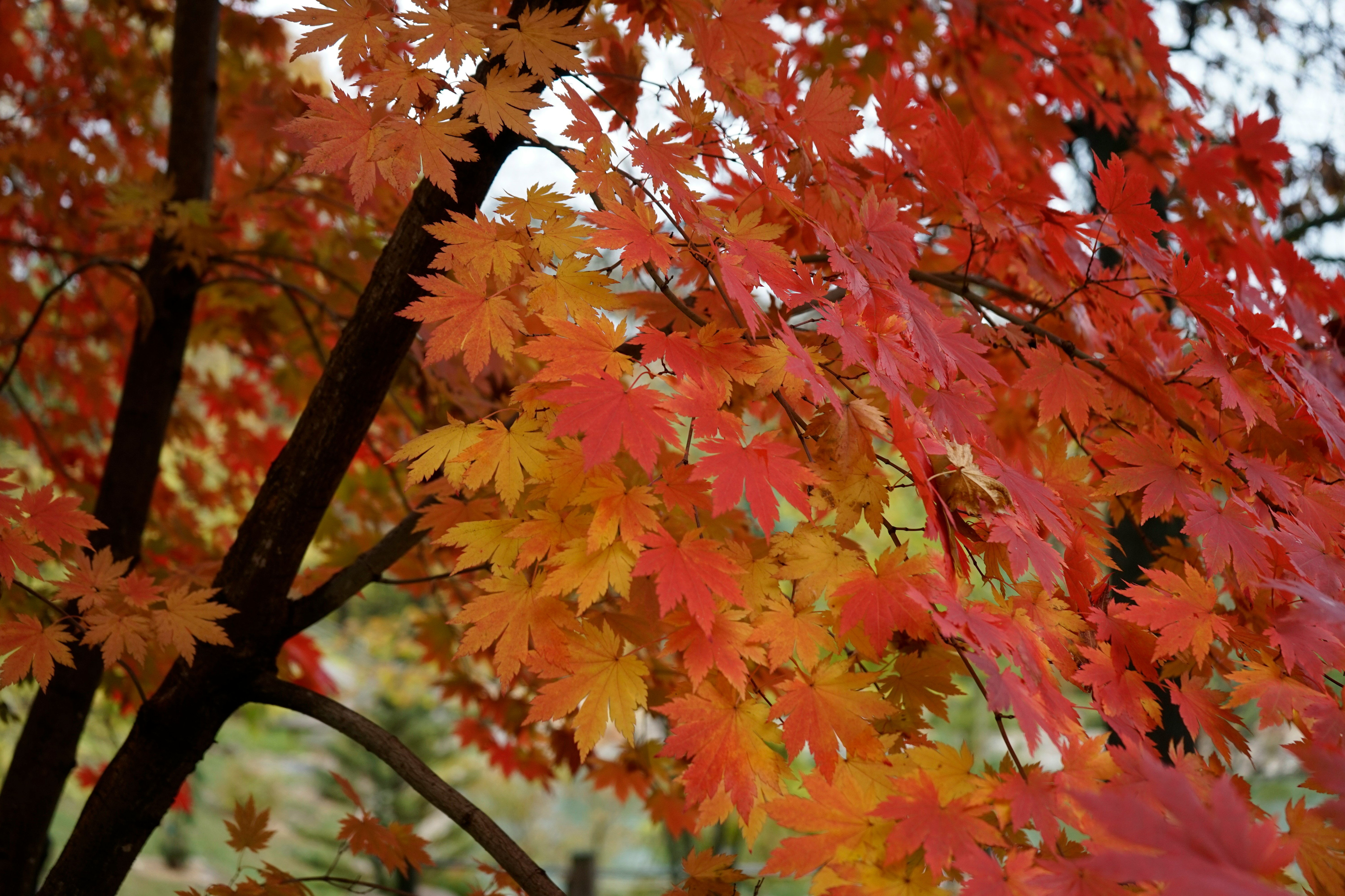 red maple tree in close up photography